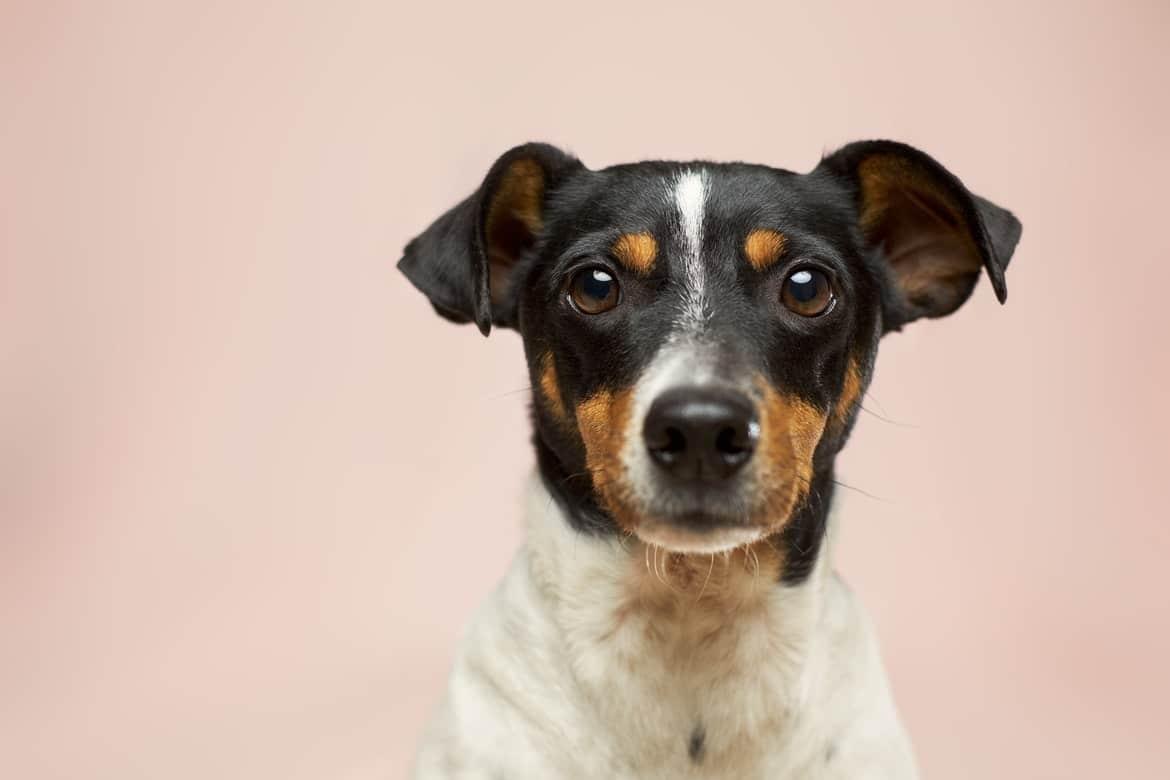 CBD Öl für Hunde: Wirkung, Dosierung & Anwendung - Franky's Farm®