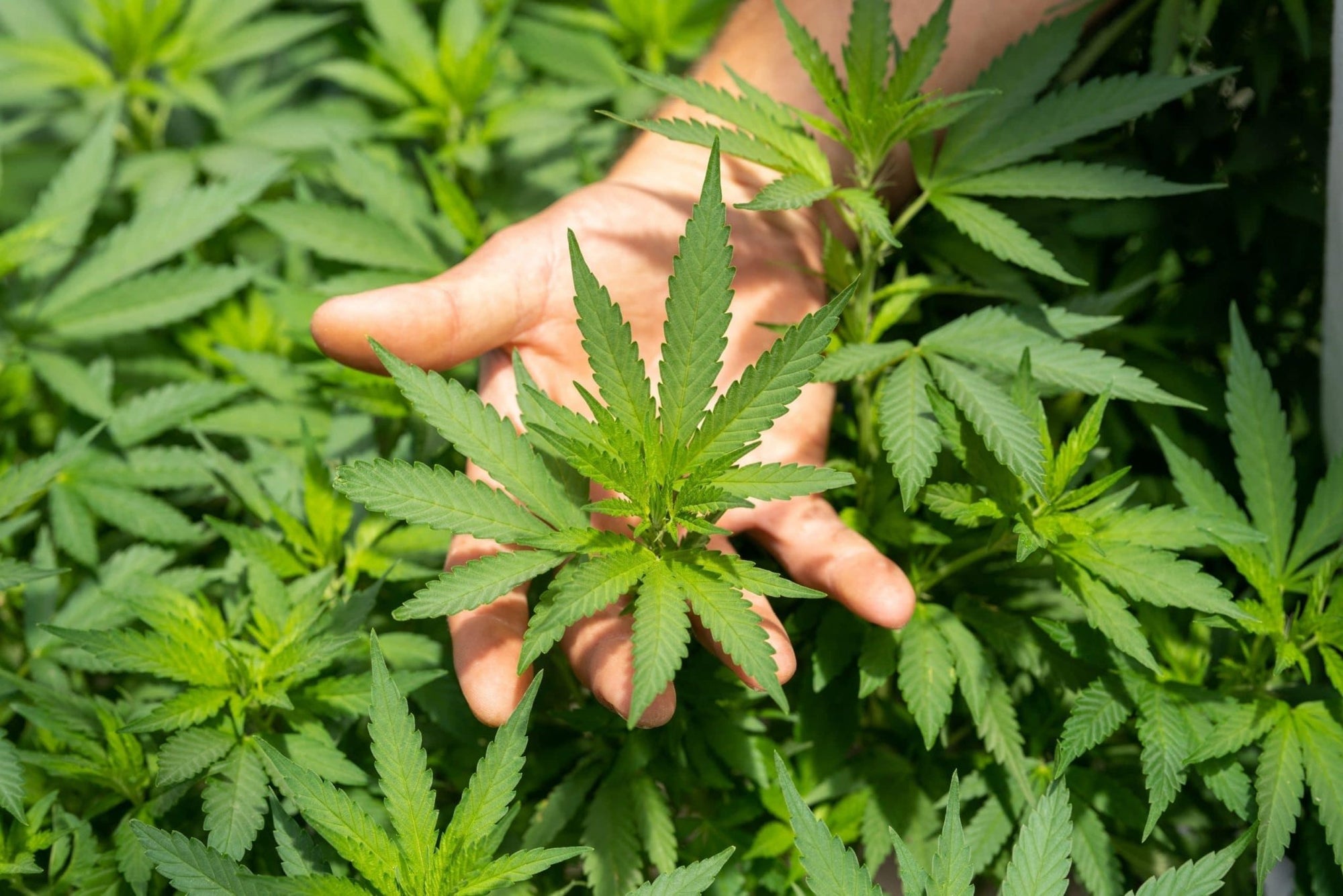 Was ist der Unterschied zwischen THC und CBD? - Franky's Farm®
