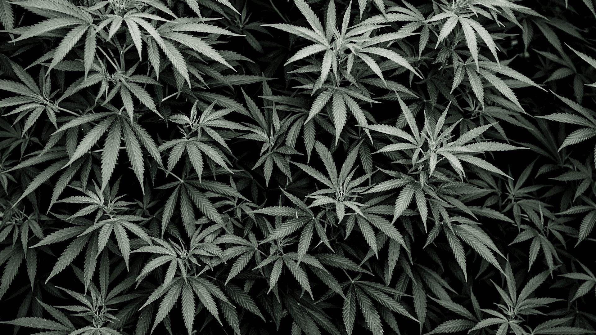 Cbd Blüten Deutschland - Franky's Farm®