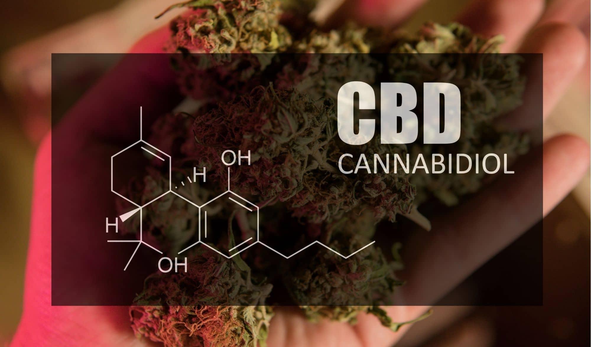 CBD Blüten kaufen.Der Deutsche Bestseller. Jetzt sichern! - Franky's Farm®