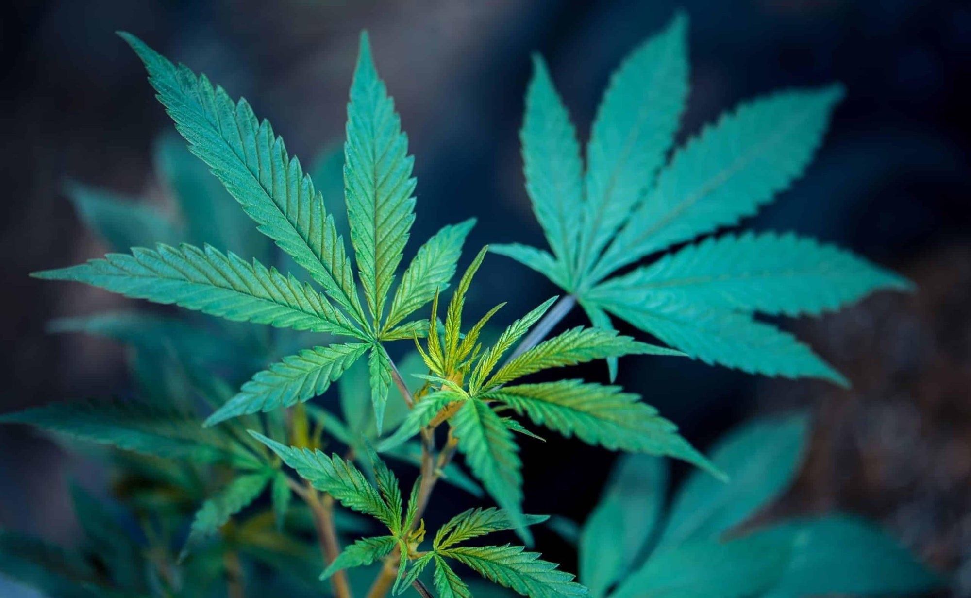 Die Geschichte von CBD und THC - Franky's Farm®