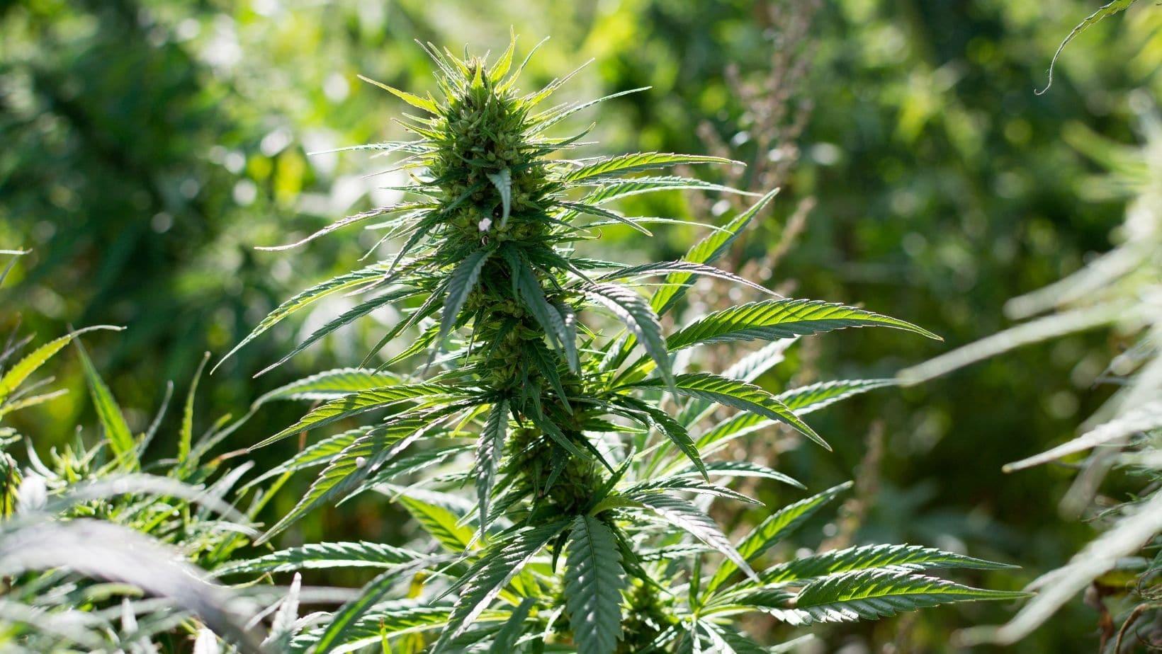 Die Nachweisbarkeit von CBd - Franky's Farm®