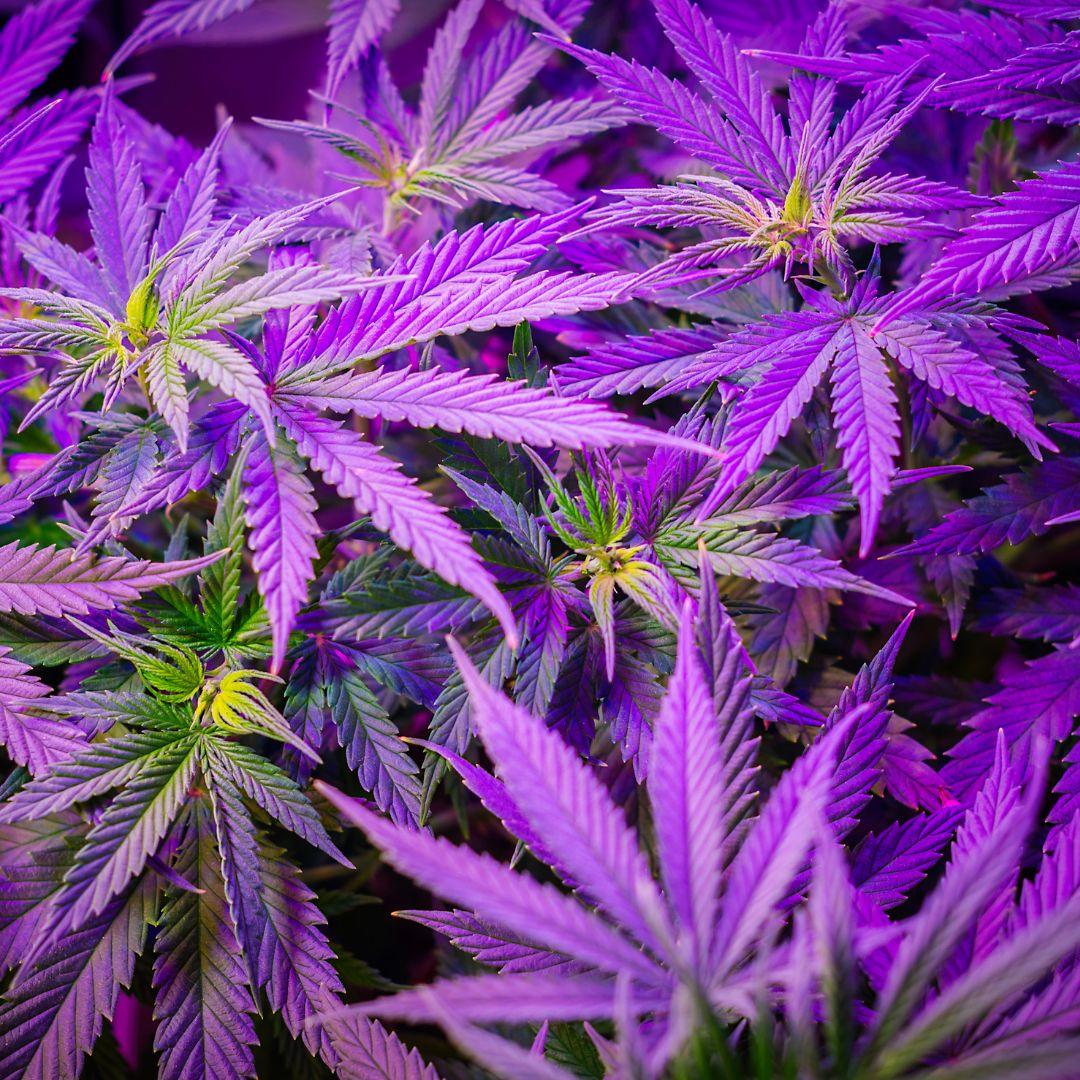 HHC Blüten: 100% Illegal und Psychoaktiv - Franky's Farm®