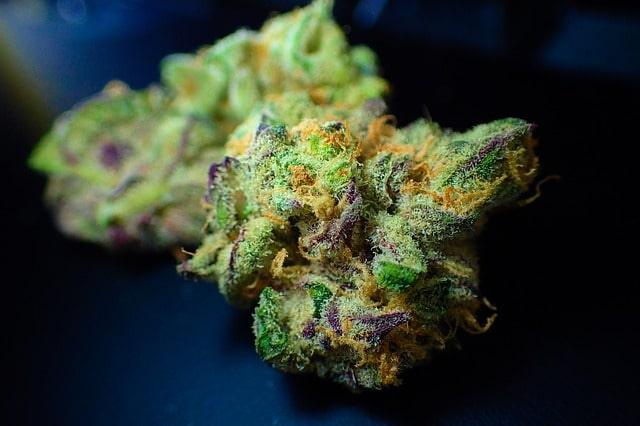 OG Kush - Franky's Farm®