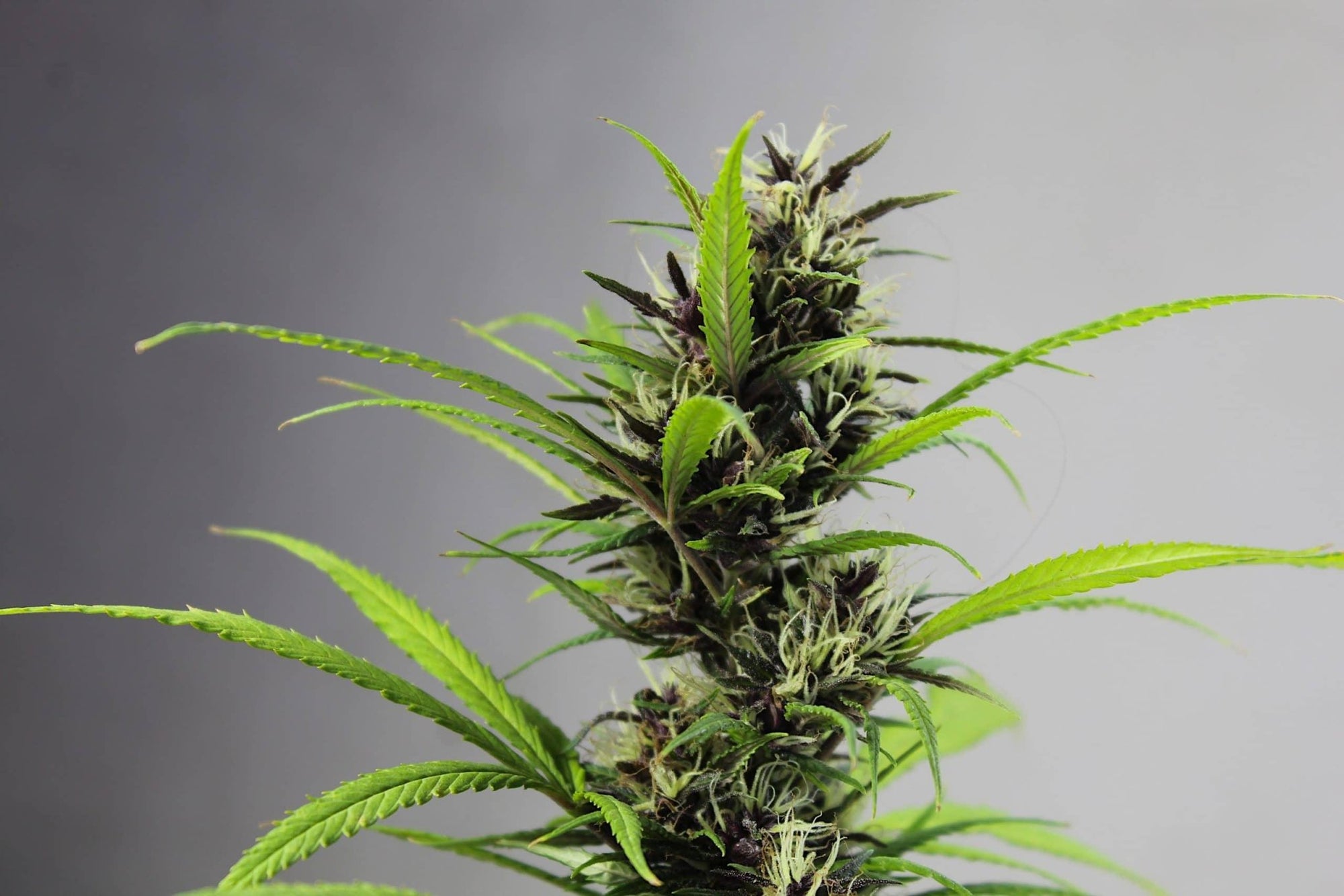 Sour Diesel - Franky's Farm®