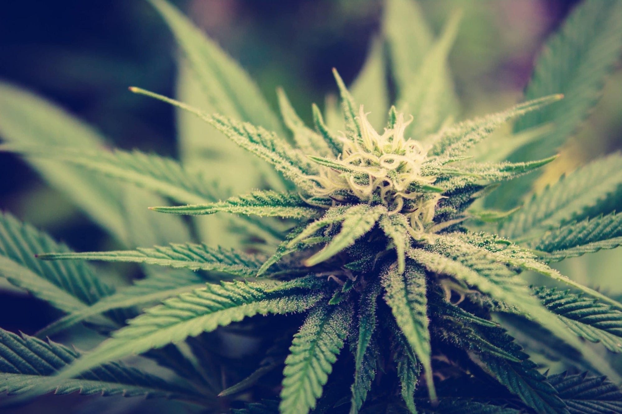 Super Silver Haze - Franky's Farm®