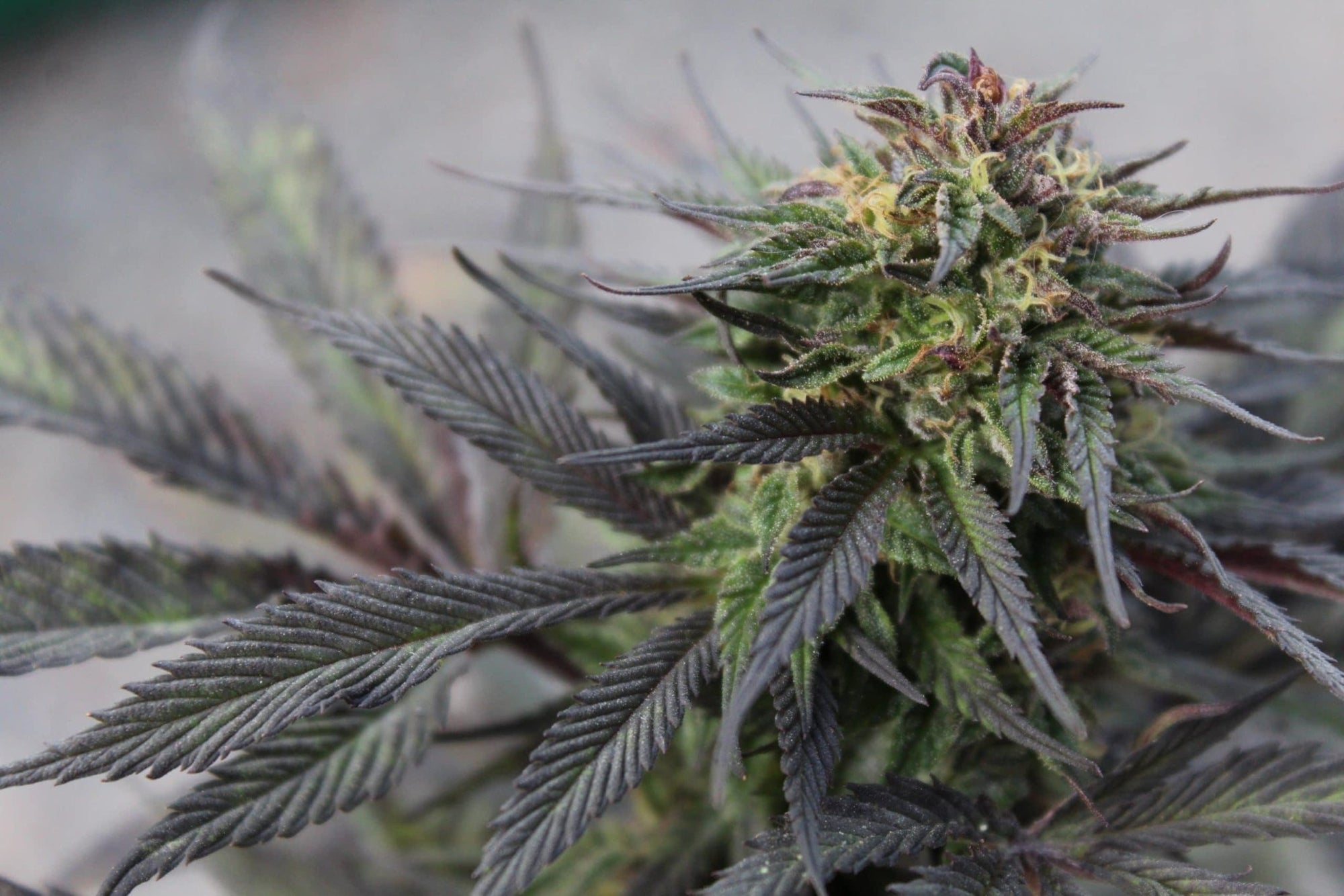 Super Skunk - Franky's Farm®
