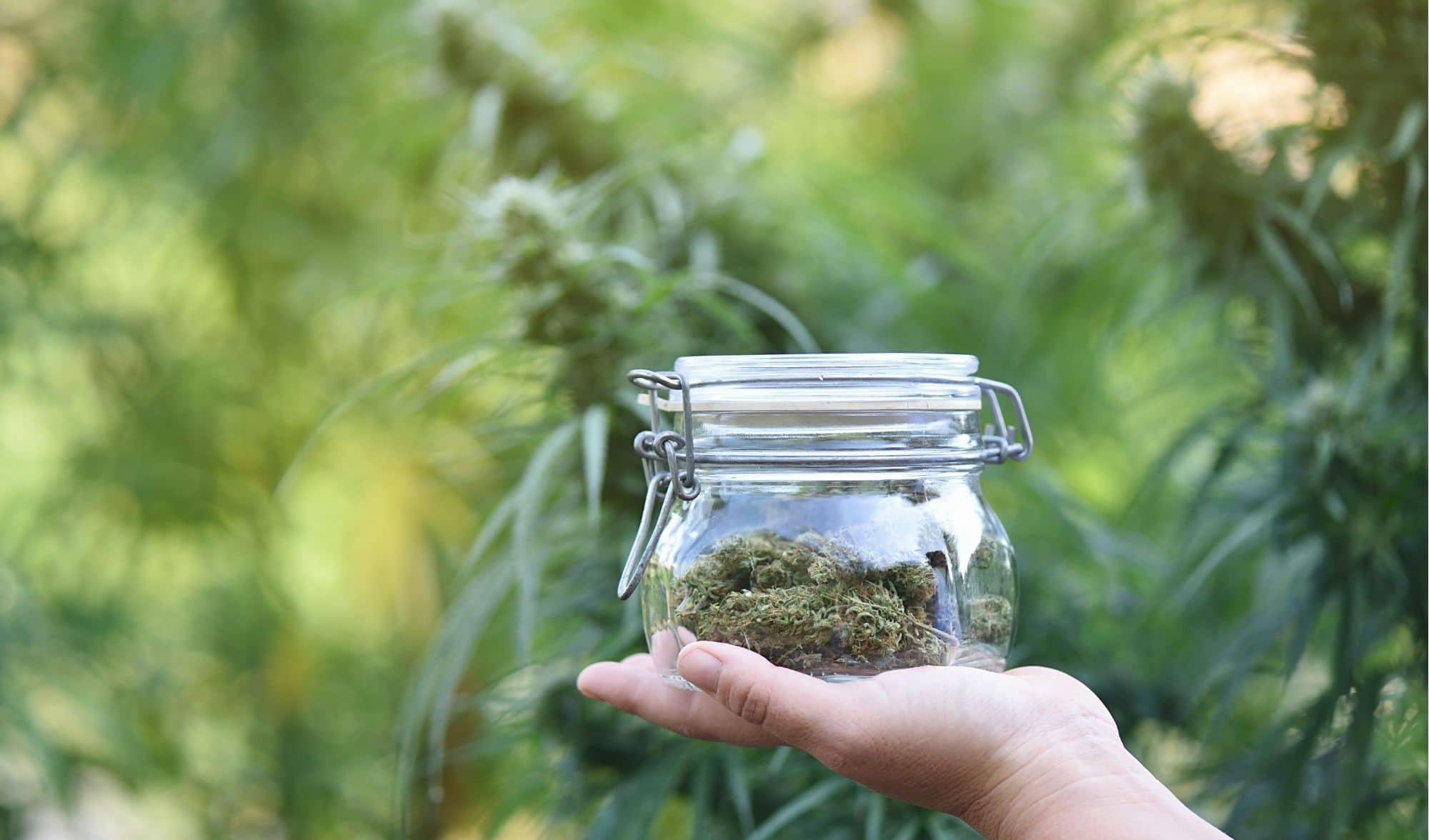 Welches CBD Öl gegen Schmerzen? - Franky's Farm®