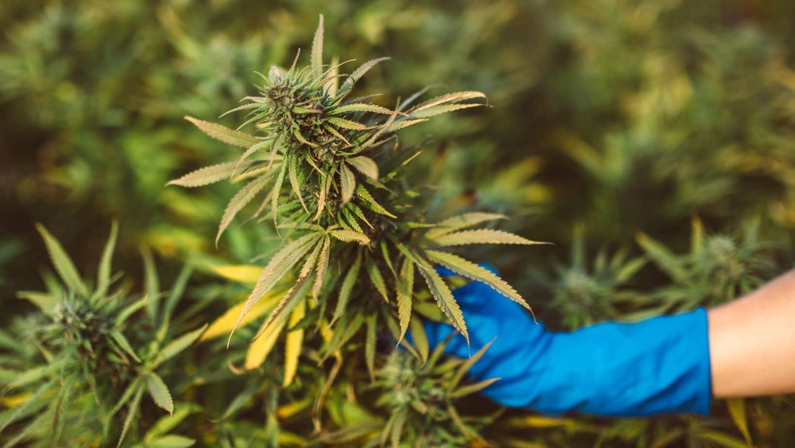 Woran erkenne ich gute CBD Blüten? - Franky's Farm®